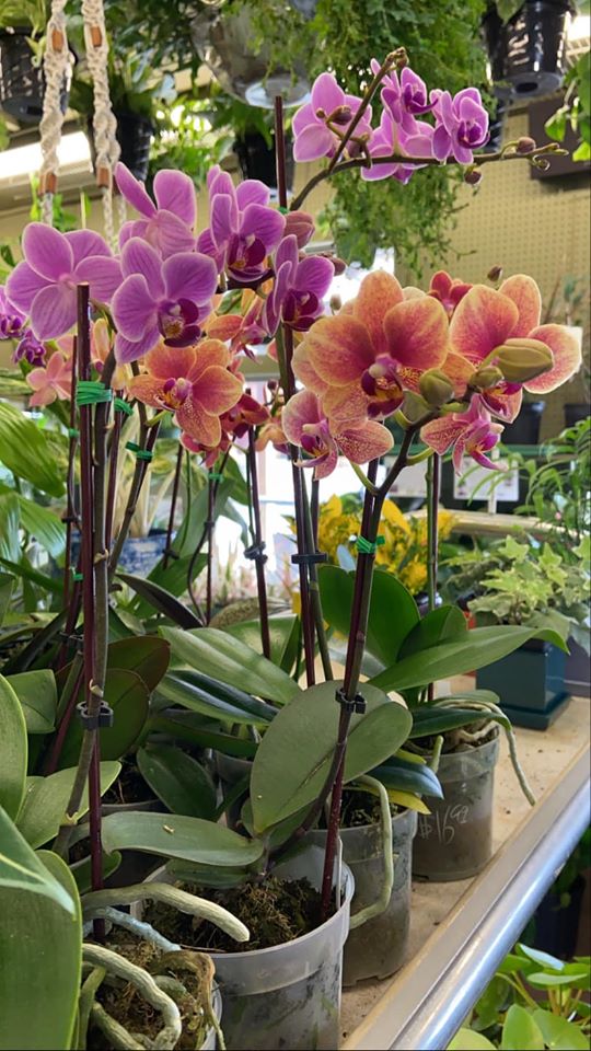 Casey's Garden Shop BloomingtonNormal, Illinois