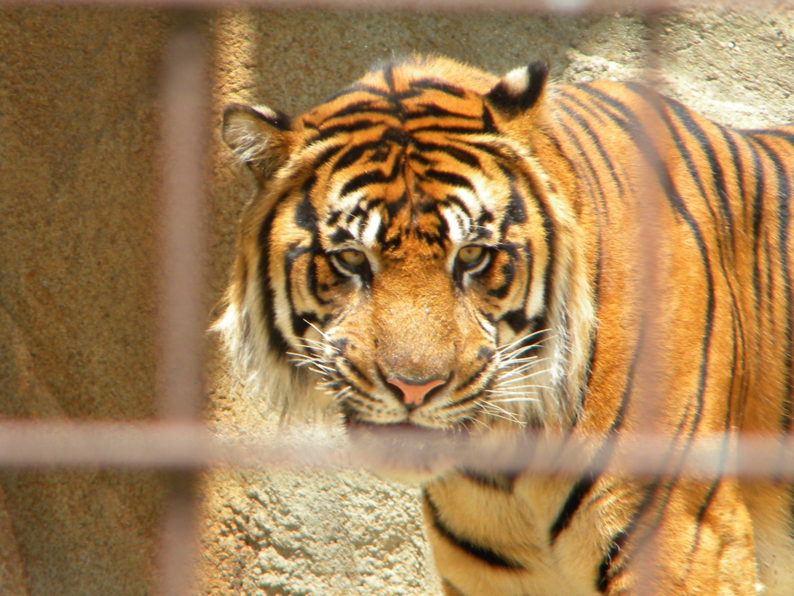 Senior Tours at the Zoo