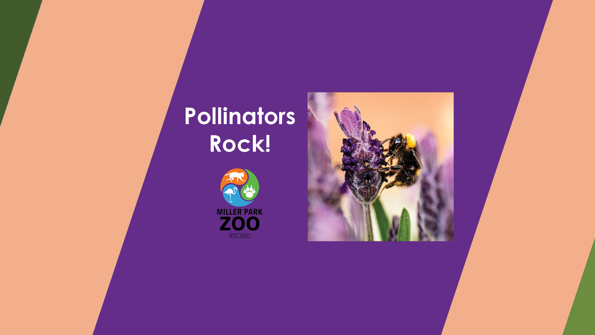 Pollinators Rock! at Miller Park Zoo