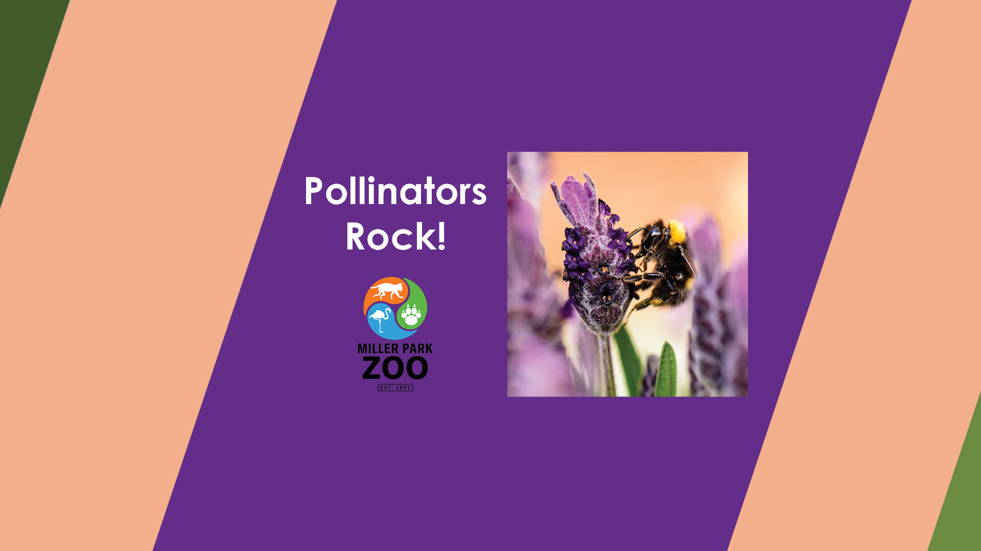 Pollinators Rock! at Miller Park Zoo BloomingtonNormal, Illinois