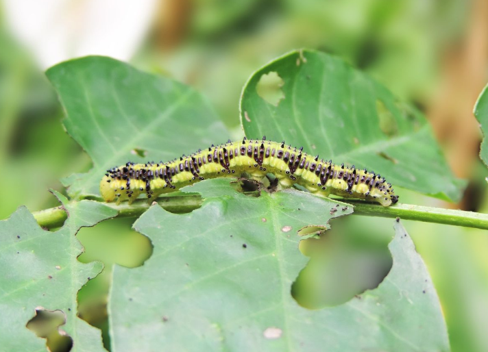 Citizen Science: Caterpillars Count