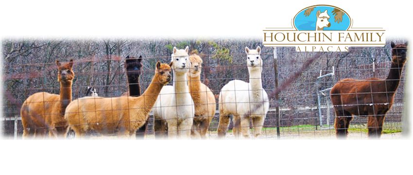 Alpaca Open Farm Weekend