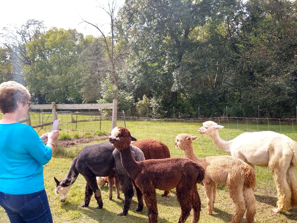 Alpaca Open Farm Days