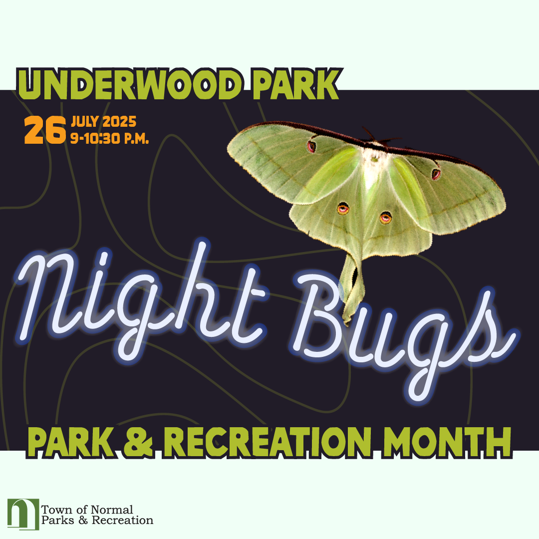 Night Bugs
