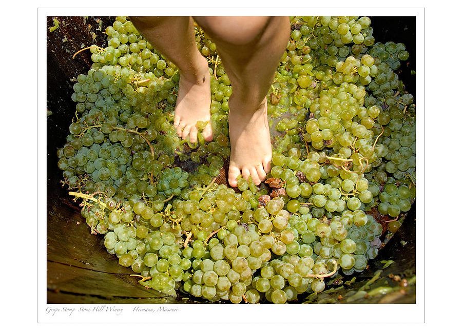 Annual Grape Stomp and Harvest Festival