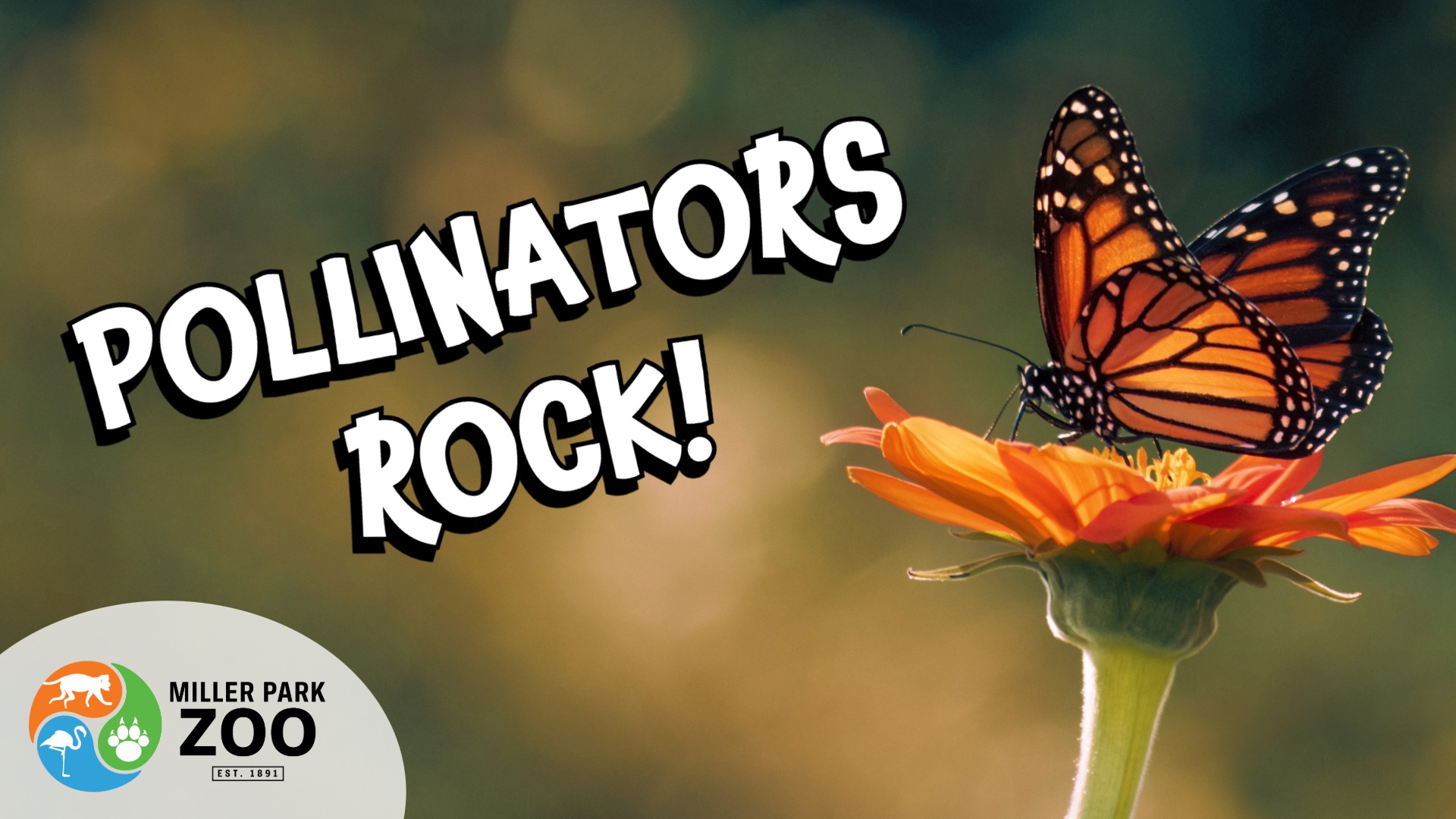 Pollinators Rock at Miller Park Zoo!
