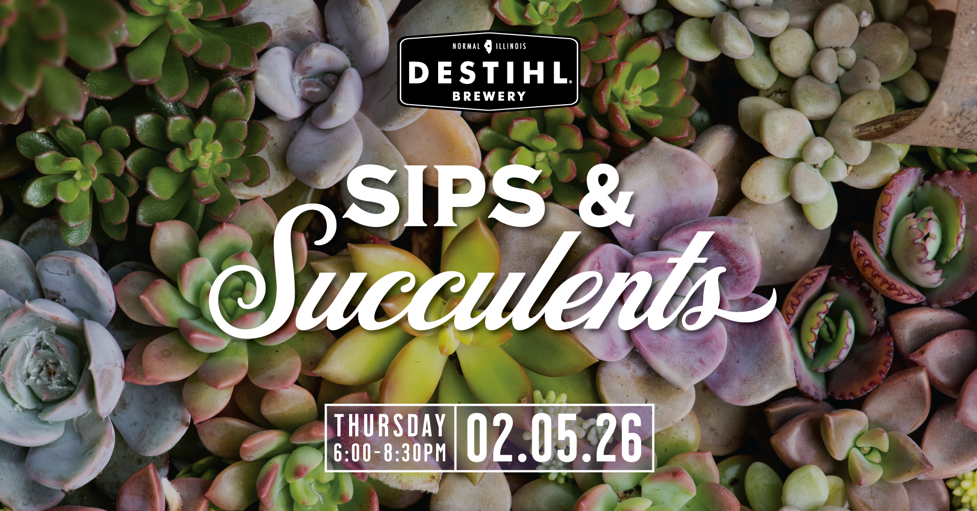 Sips & Succulents
