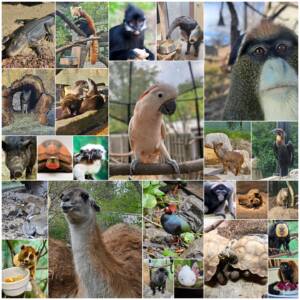 Collage photo of animals at Miller Park Zoo
