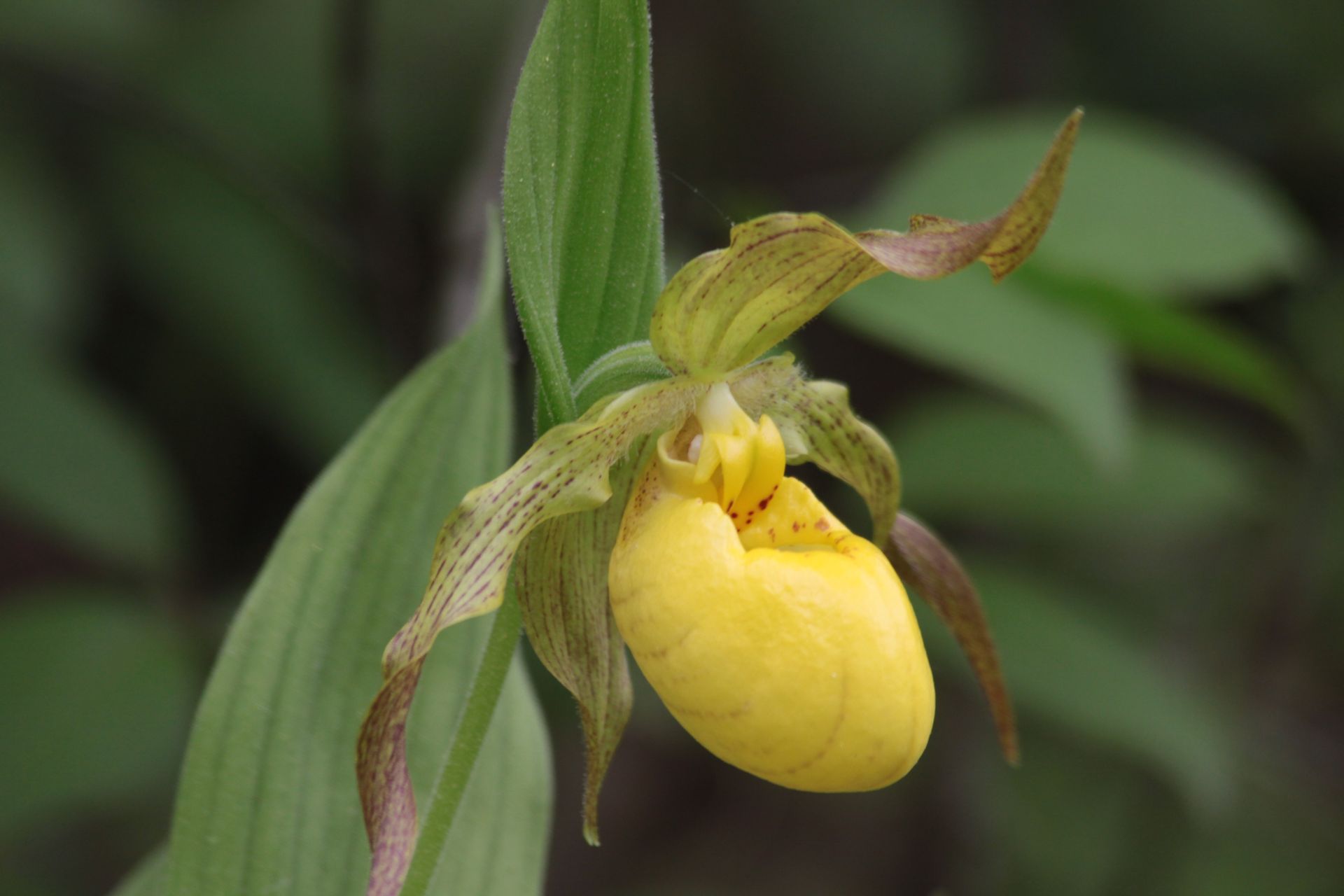 Wild Ones: Illinois Prairie Chapter Program "Native Orchids"