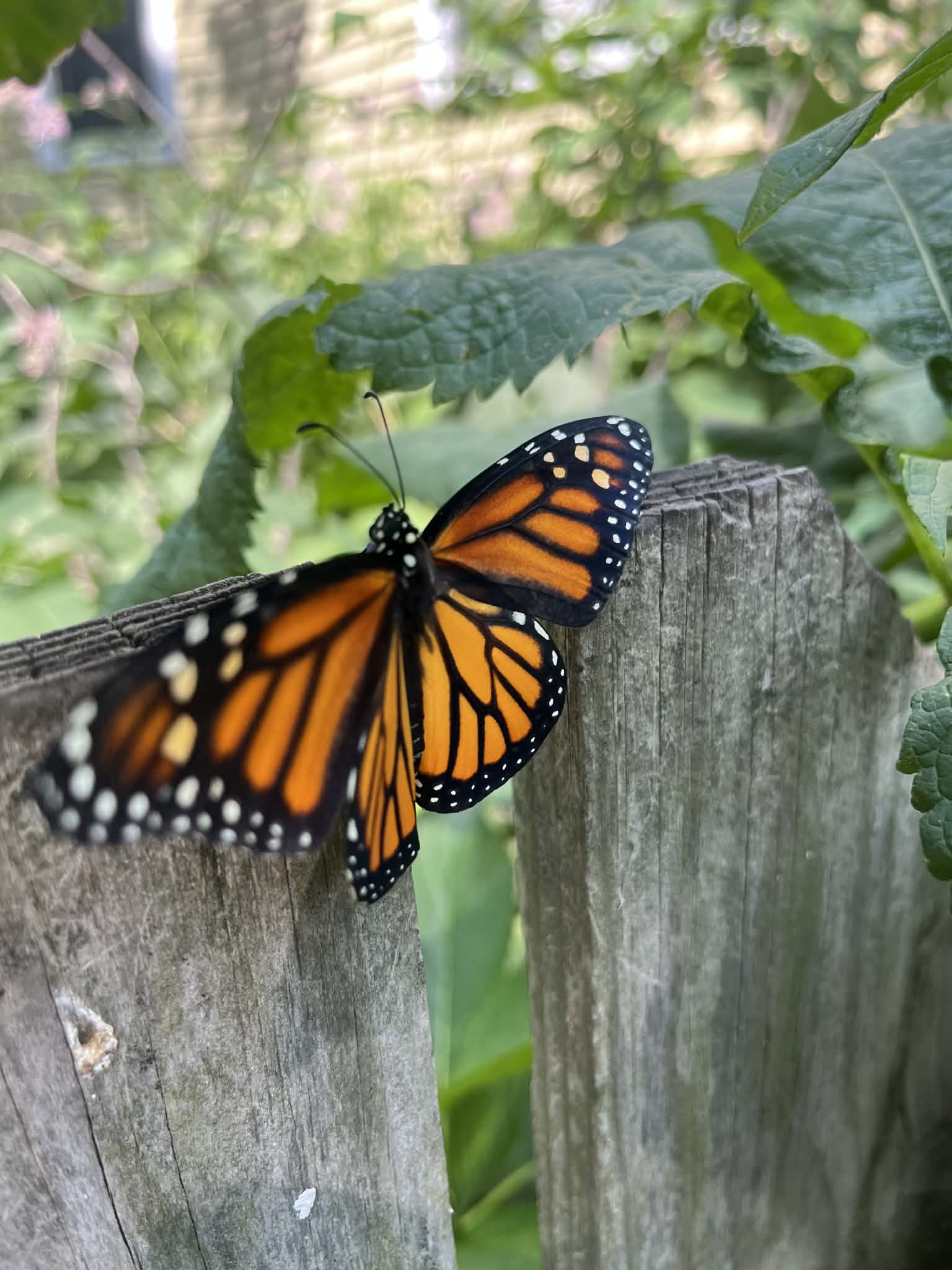 Wild Ones: Illinois Prairie Chapter Program "Gardening for Butterflies and Moths"