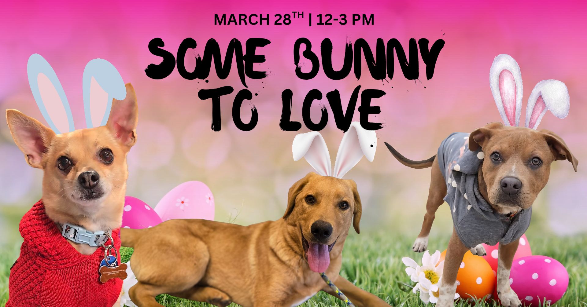 Some Bunny to Love — Hop In and Meet Your Match