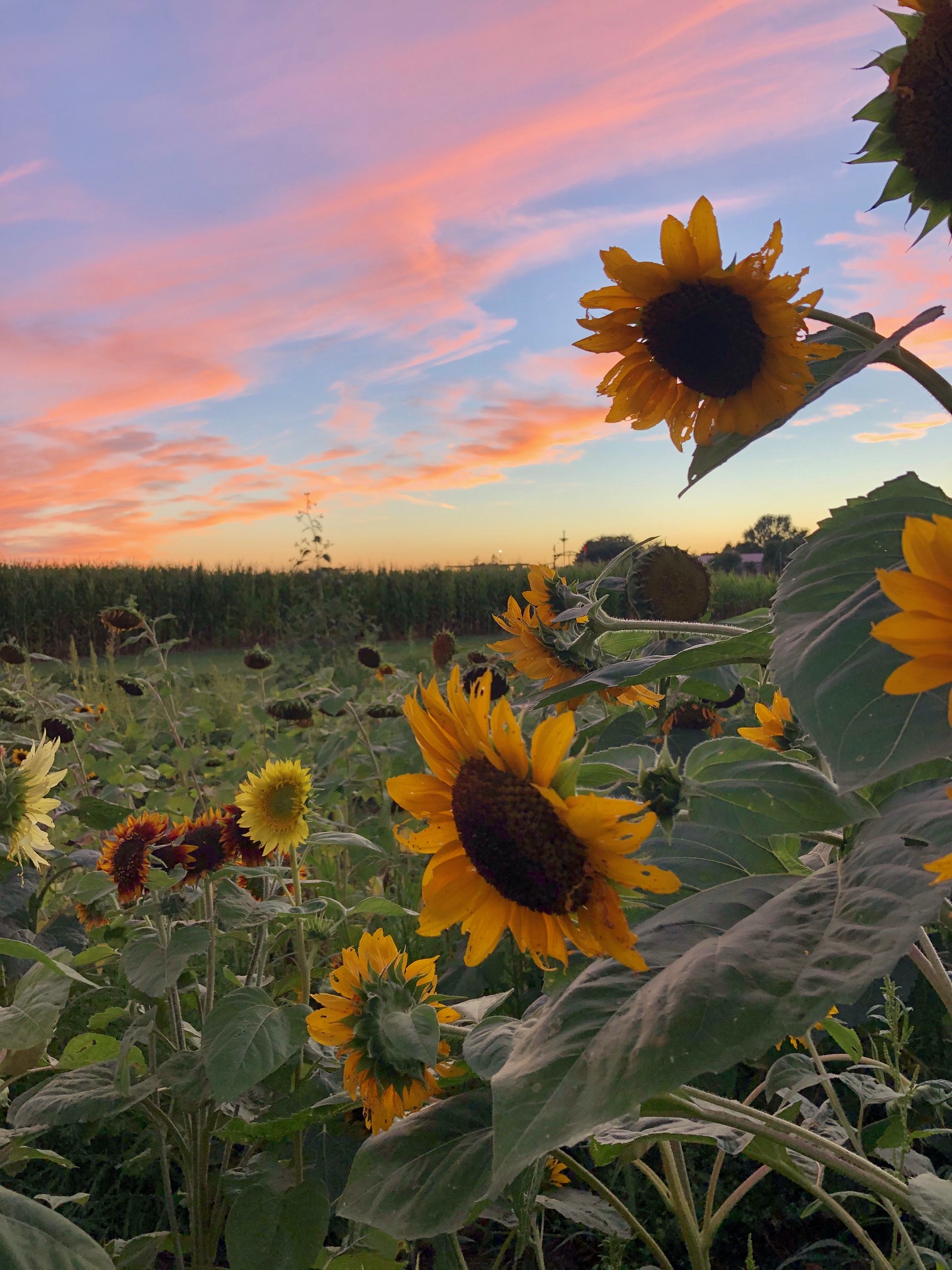 Sunflower Days at Rader Family Farms