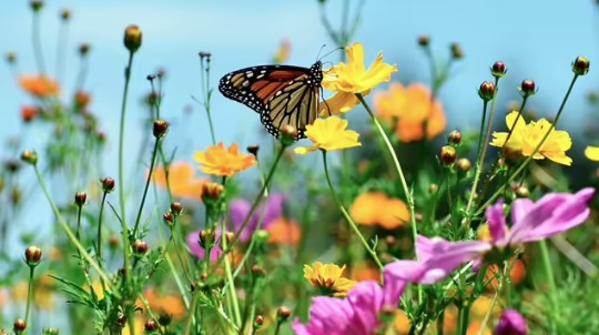 Gardening for Butterflies: Pollinator Workshop